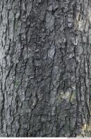 wood tree bark 0003